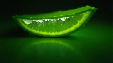 aloe jedovatá a její účinky na zdraví - Aloe jedovatá a její vliv na zdraví: co o ní potřebujete vědět