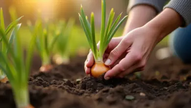 sazečka cibule jak ji správně pěstovat - Jak správně pěstovat cibuli ze sazečky: kompletní návod