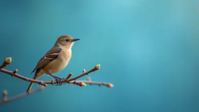střízlík obecný chov a péče - Jak na chov a péči o střízlíka obecného