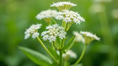 andělika lékařská účinky a použití – Andělika lékařská: účinky, použití a správné užívání