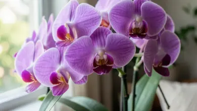 Orchideje pěstování a péče o rostliny - ilustrační foto