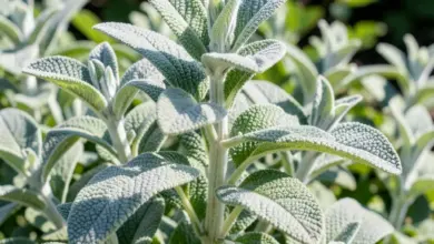 salvia officinalis jak pěstovat a využít - Salvia officinalis - ilustrační foto