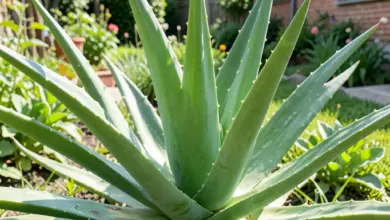 Aloe arborescens využití a péče - ilustrační foto