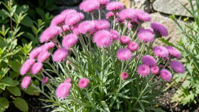 Armeria maritima pěstování a péče - ilustrační foto