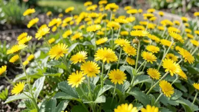 Hypericum calycinum pěstování a péče - ilustrační foto