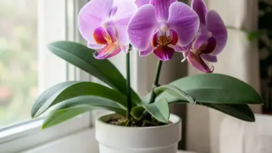 Pěstování orchidejí doma - ilustrační foto