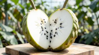 cherimoya jak ji pěstovat a využít - Cherimoya - ilustrační foto