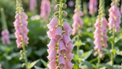 Digitalis purpurea pěstování a péče - ilustrační foto