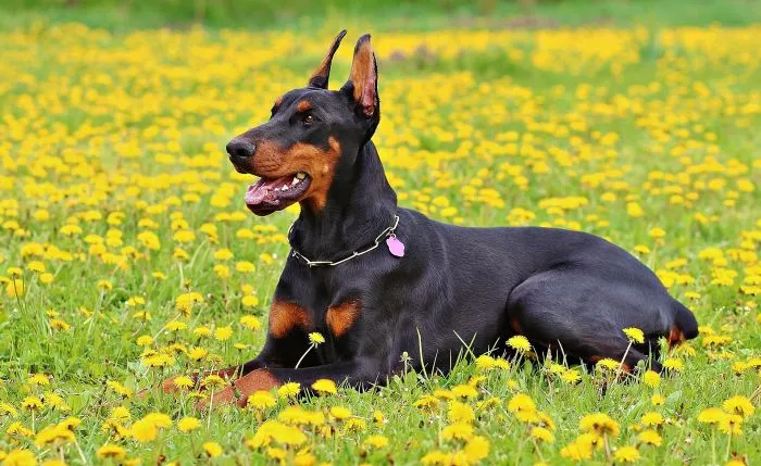 Černý pes plemena doberman leží na louce s žlutými květy.