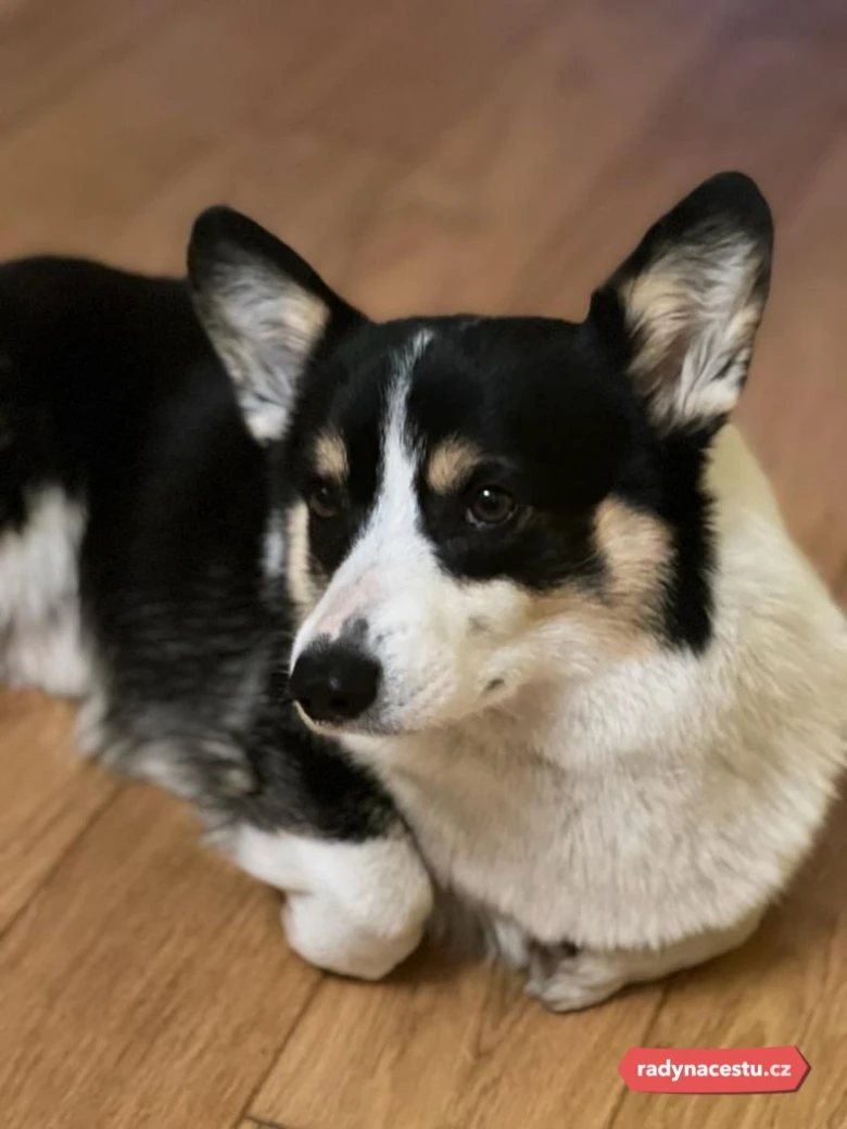 Černobílý corgí leží na dřevěné podlaze.