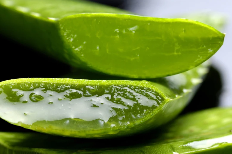 Čerstvý Aloe Vera s průsvitným gelem v řezu