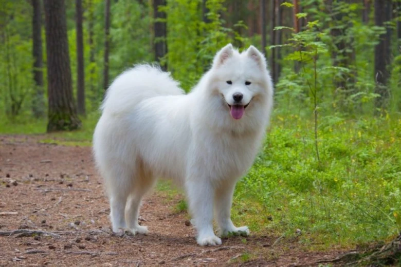 Bílý samojed stojí v lesní clairière s otevřenou pusou.