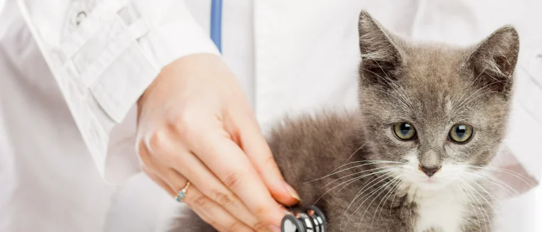 Veterinář zkoumá kočku pomocí fonendoskopu.