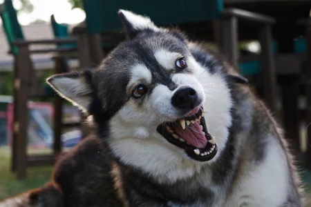 Husky pes s výrazem strachu nebo agrese