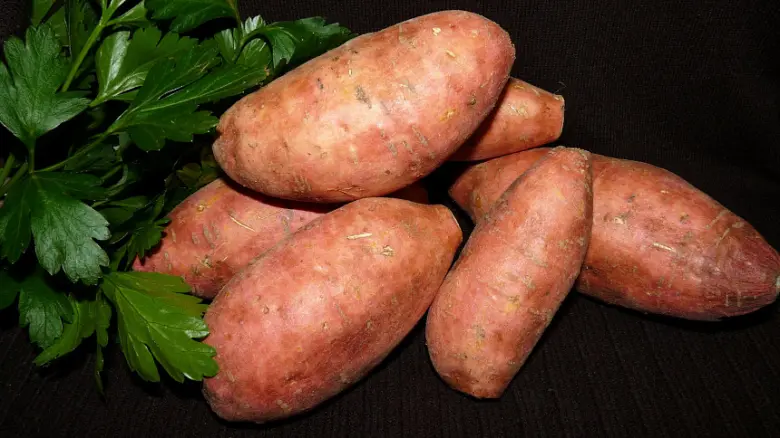 Bílé batáty s petrželí na tmavém pozadí
