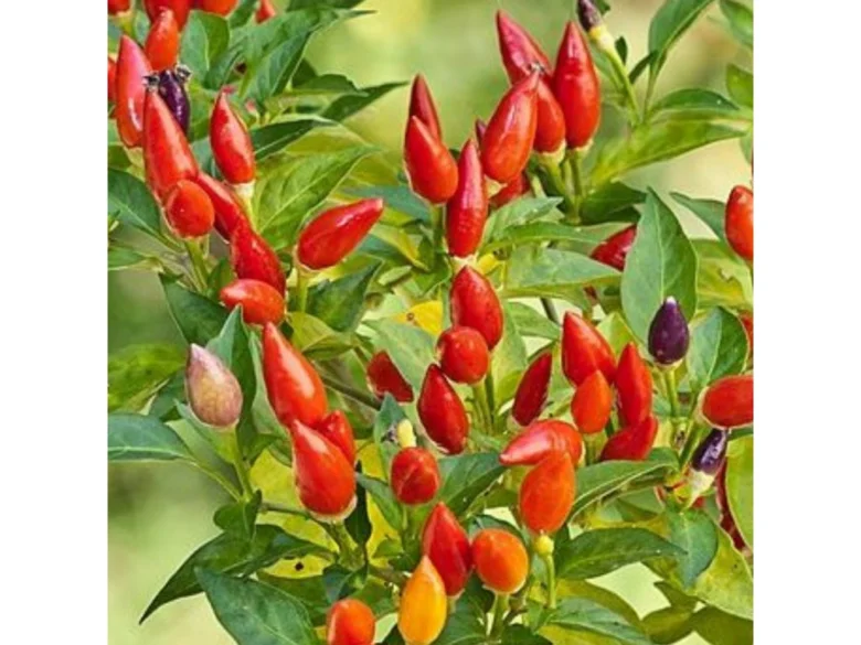Červené chilli papričky rostou na keři mezi zelenými listy.