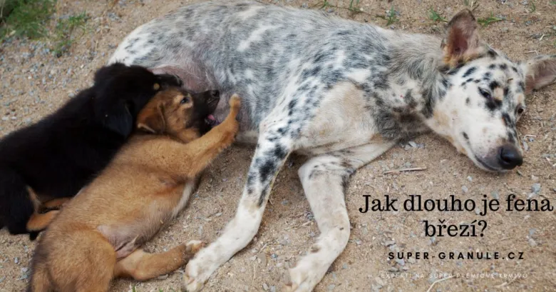 Březí pes kojící štěňata na zemi