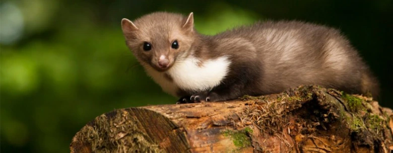Stoat on log