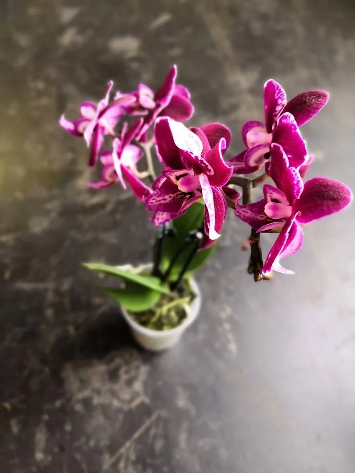 Fialová orchidej v květináči na tmavém pozadí.