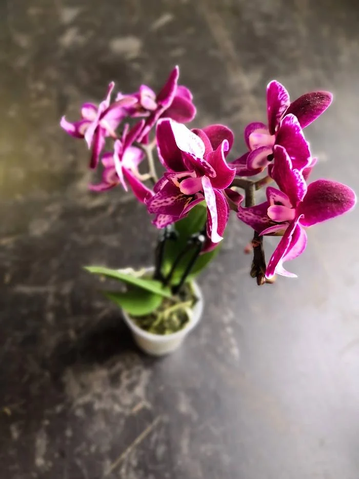 Fialová orchidej v květináči s několika otevřenými květy.