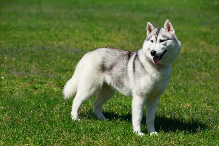 Sibiřský husky stojí na trávníku.