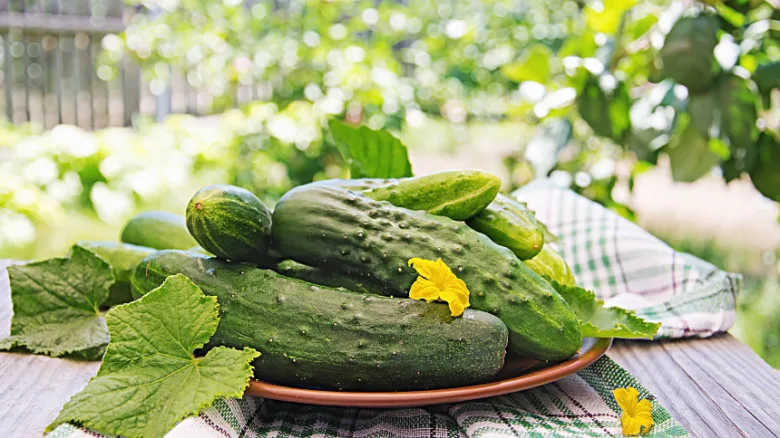 Čerstvé okurky na talíři v zahradě.