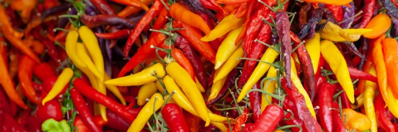 Čerstvé papričky chilli různých barev na stoncích.