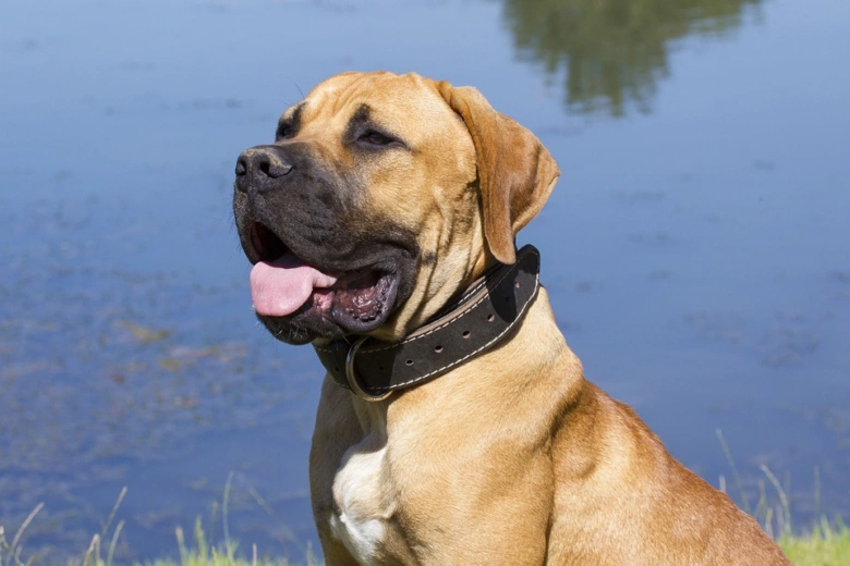 Hnědý boerboel sedí u vody s jazykem venku.
