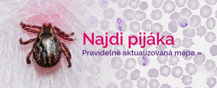Bližší pohled na pijáka přisátého k lidské pokožce.