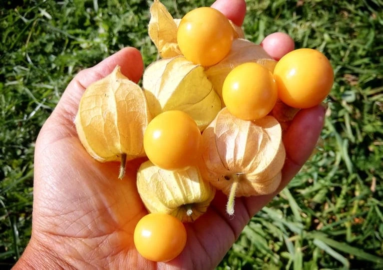 Rukou držíme zralá žlutá ovoce Physalis s listovými obaly.
