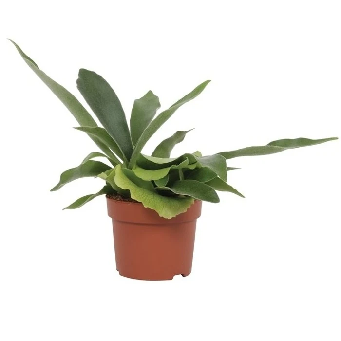 Staghorn fern in pot