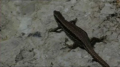 Stepní běžec na skalním povrchu v přírodě.