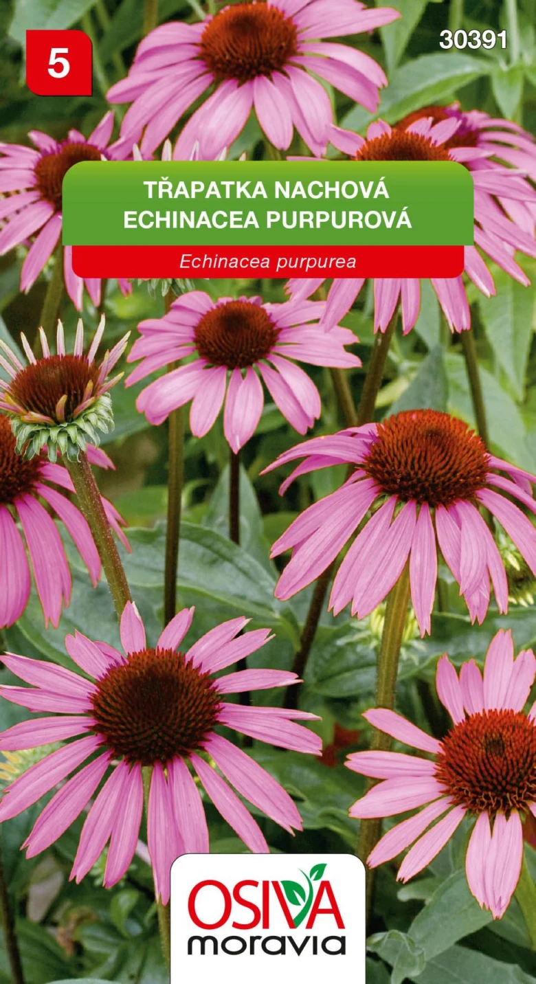 Fotografie fialových květů třapatky echinaceae v zahradě.
