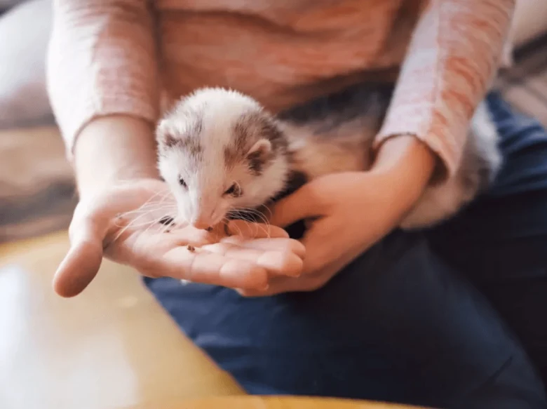 Osoba krmití malou fretku z dlaně v interiéru.