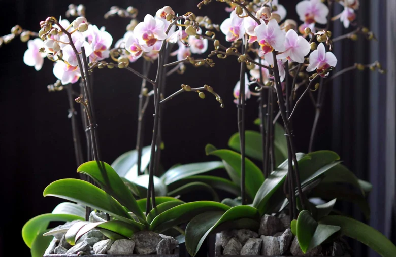 Foto kvetoucich fialovych orchidej v terariu