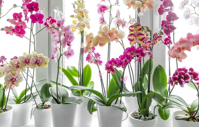 Květy fialových, růžových a žlutých orchidejí v bílých hrncích na okenním parapetu.