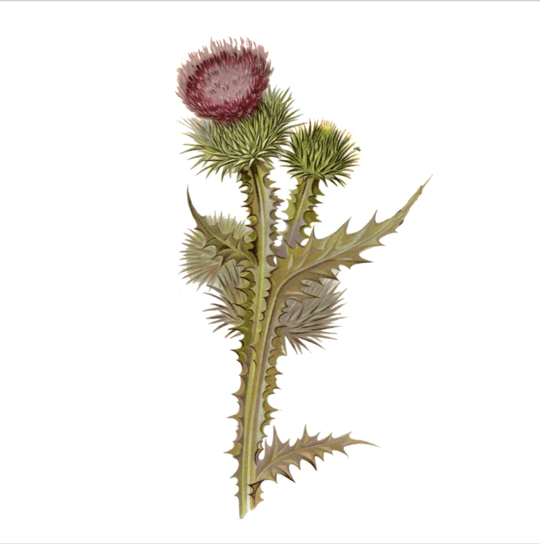 Botanická ilustrace okrasného bodláku s květem a trny.