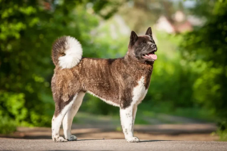 Hnědo-bílý pes akita stojí venku na cestě.