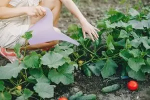 Osoba péče o okurky v zahradě s hliníkovou nádobou.
