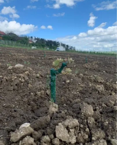 Mladá vinná réva pěstovaná na poli s zavlažováním.