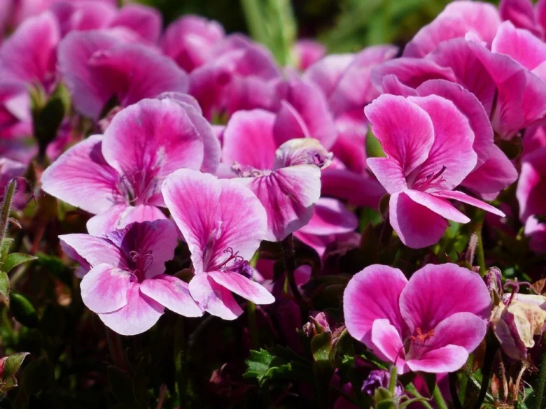 Růžové a bílé pelargonie v květu na záhonu