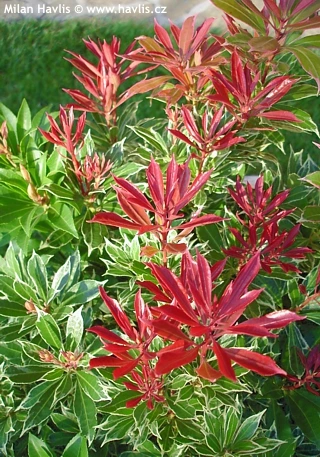 Pieris japonica s červenými novými listy a zeleno-bílým variegovaným listovím