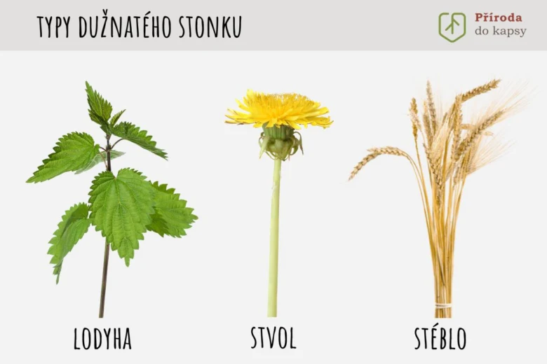 Typy rostlinných stonků: lodyha, stvol a stéblo
