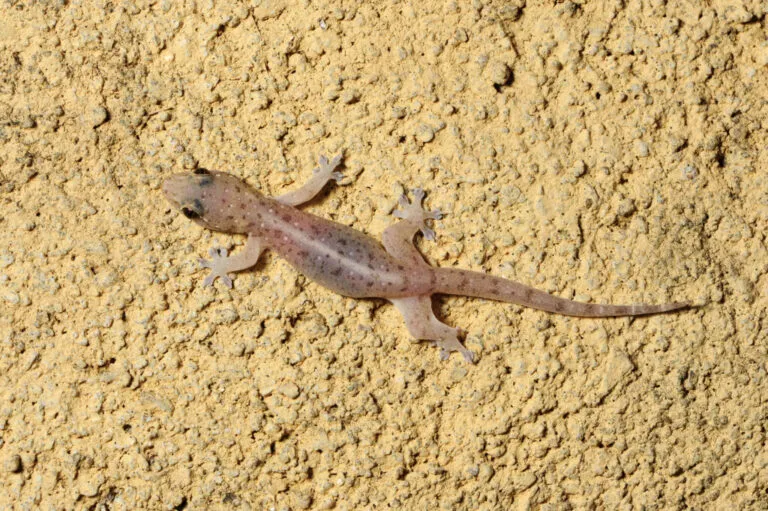 Gecko přichycený k zdi s texturovaným povrchem.