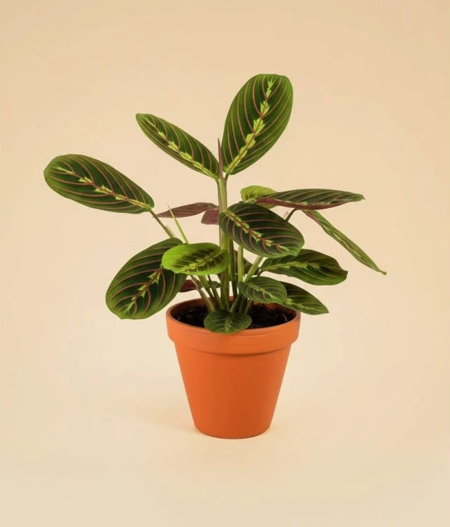 Maranta rostlina v hrnci s charakteristickým pruhovaným listem.