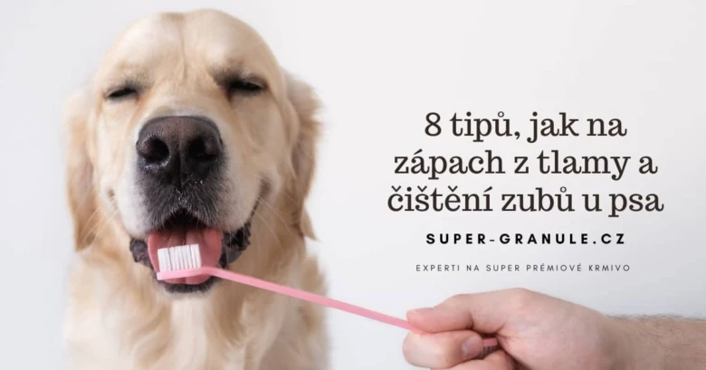 Zlatý retrívr s kartáčem na zuby v ústech.