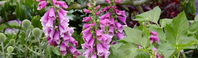 Růžové květy Digitalis purpurea v zahradním prostředí s listy.