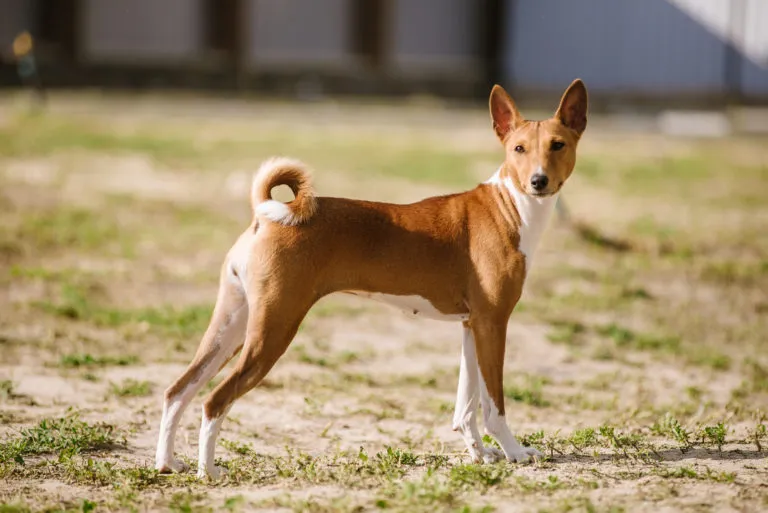 Basenji pes stojí venku na trávníku.