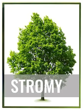 Zelený strom vhodný pro české zahrady
