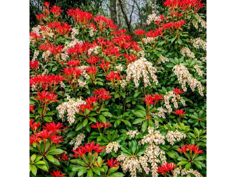 Pieris japonica v květu, červené a bílé květy na zeleném keři